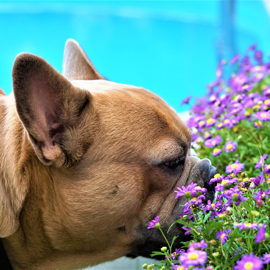 Französische Bulldoge schnuppert an lila Blumen