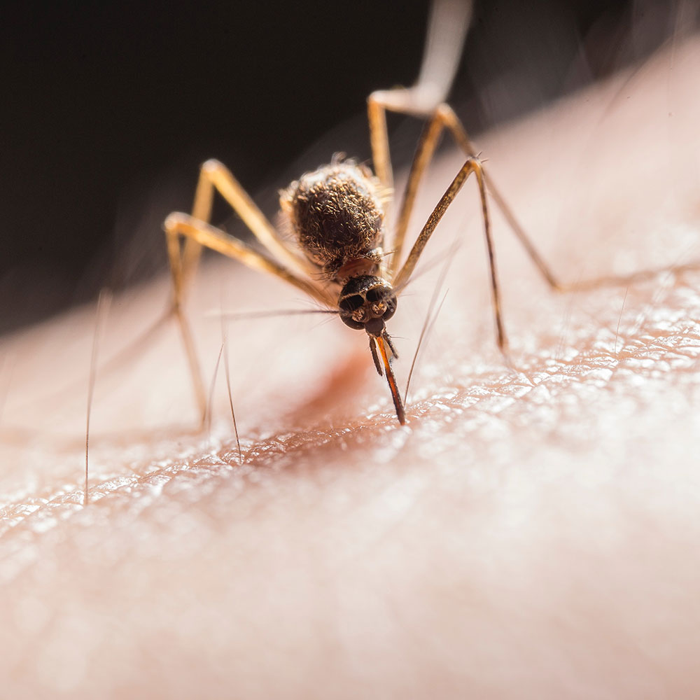 Ein Mosquito sticht einen Menschen