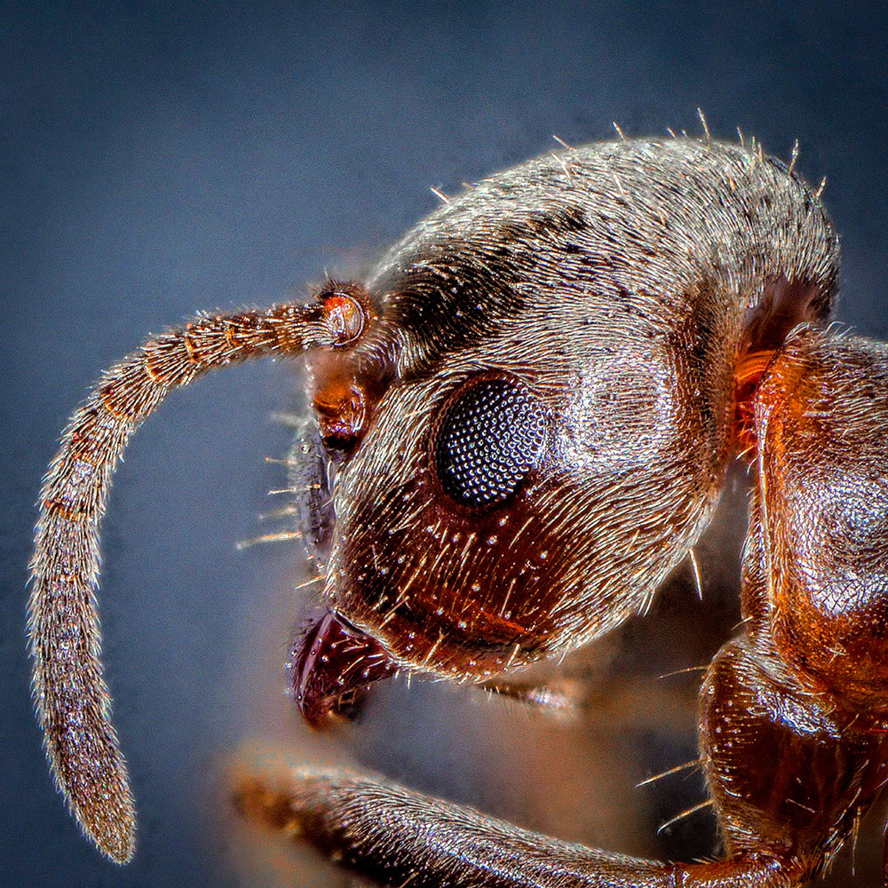Eine Ameise in der Nahaufnahme